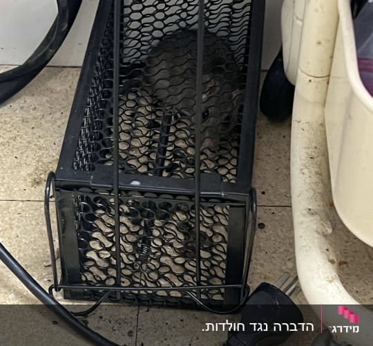 מלכודת עכברים עם עכבר בפנים על רצפה